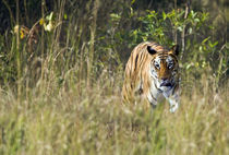 Bengal Tiger (Panthera tigris tigris) in a forest by Panoramic Images