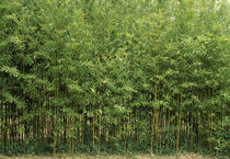 Bamboo trees in a forest, Fukuoka, Kyushu, Japan by Panoramic Images