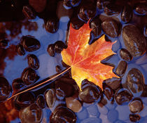 Close-up of a maple leaf in the water von Panoramic Images