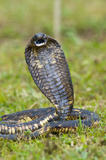 Close-up of an Egyptian cobra (Heloderma horridum) rearing up von Panoramic Images