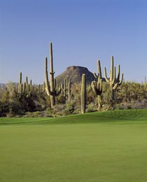 Saguaro cacti in a golf course by Panoramic Images