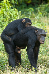 Female chimpanzee (Pan troglodytes) carrying its young one on back by Panoramic Images