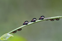 Leafhoppers on a leaf von Panoramic Images