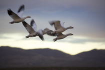 Snow Geese In Flight von Panoramic Images