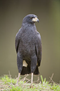 Close-up of a Great Black hawk (Buteogallus urubitinga) von Panoramic Images