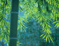 Bamboo tree in a forest, Saga Prefecture, Japan by Panoramic Images