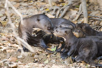 Giant otter (Pteronura brasiliensis) with its cubs by Panoramic Images