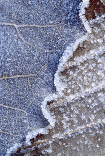 Frozen Leaf von Panoramic Images