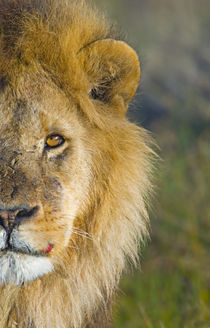 Close-up of a lion von Panoramic Images