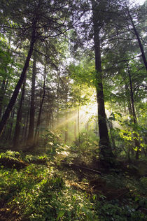 Sunbeams in dense forest, Great Smoky Mountains National Park, Tennessee, USA. by Panoramic Images