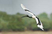 Black-Necked stork (Ephippiorhynchus asiaticus) flying von Panoramic Images