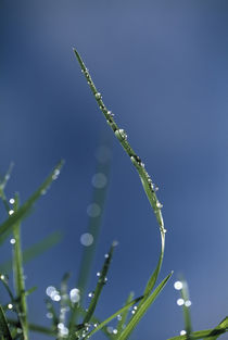 Dew drops on grass blades von Panoramic Images