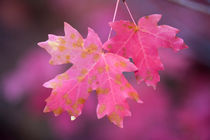 Autumn Color Maple Tree Leaves von Panoramic Images