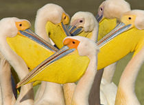 Flock of Great white pelicans, Lake Nakuru, Kenya (Pelecanus onocrotalus) by Panoramic Images