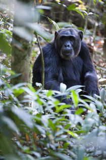 Chimpanzee (Pan troglodytes) in a forest, Kibale National Park, Uganda by Panoramic Images