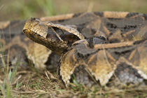 Close-up of a Gaboon viper (Bitis gabonica), Lake Victoria, Uganda by Panoramic Images