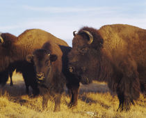 Close-up of buffalos and a calf, Taos Pueblo, New Mexico, USA by Panoramic Images