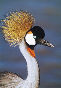 Crowned Crane Tanzania Africa von Panoramic Images