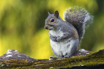 Eastern gray squirrel (Sciurus caroliniensis) on mossy log by Panoramic Images