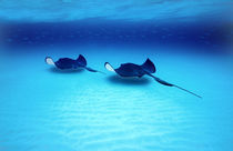Southern Stingrays Grand Caymans von Panoramic Images
