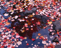 USA, Maine, Maple leaves by Panoramic Images