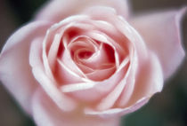 Close-up of a pink rose by Panoramic Images