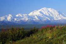 View of snow-covered Mount McKinley from Denali National Park, Alaska, USA. von Panoramic Images