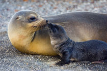 Galapagos sea lion (Zalophus wollebaeki) with its young one von Panoramic Images