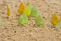 Swarm of Sulphur butterflies von Panoramic Images