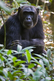 Chimpanzee (Pan troglodytes) in a forest, Kibale National Park, Uganda von Panoramic Images