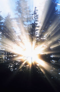 Sunbeams through misty forest, Oregon, united states, von Panoramic Images