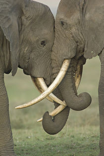 Two African elephants fighting in a field by Panoramic Images