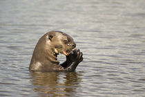 Giant otter (Pteronura brasiliensis) eating an Oscar fish von Panoramic Images