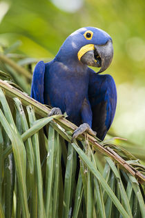 Close-up of a Hyacinth macaw (Anodorhynchus hyacinthinus) von Panoramic Images