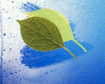 Two leaves one on top of another with shadow on wet blue surface by Panoramic Images