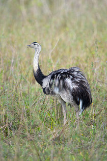 Greater rhea (Rhea americana) in a field by Panoramic Images