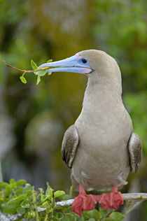 Close-up of a Red-Footed Booby (Sula sula) perching on a tree von Panoramic Images