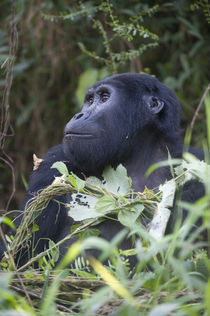 Close-up of a Mountain gorilla (Gorilla beringei beringei) von Panoramic Images