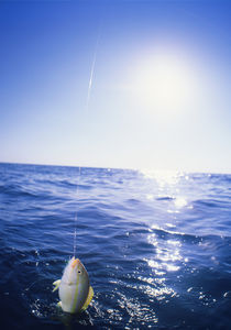 Caught Fish From Boat Deck Florida Keys Florida USA von Panoramic Images