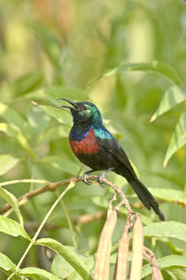 Marico sunbird (Nectarinia mariquensis) calling von Panoramic Images