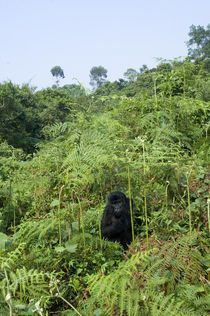 Mountain gorilla (Gorilla beringei beringei) in a forest von Panoramic Images