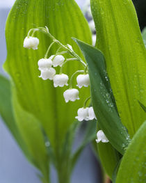 Close-up of dew drops on Lily-Of-The-Valley (Convallaria majalis) by Panoramic Images