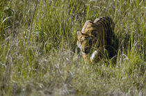 Bengal Tiger (Panthera tigris tigris) cub walking in a forest by Panoramic Images