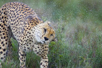 Cheetah shaking off water from its body von Panoramic Images