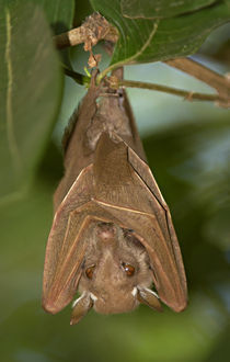 Close-up of a bat hanging from a branch, Lake Manyara, Arusha Region, Tanzania by Panoramic Images