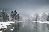 Swans floating on a lake, Chateau de Vizille, Vizille, France von Panoramic Images