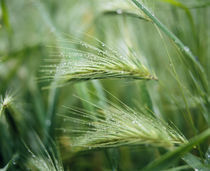 Dew drops on barley, San Francisco, California, USA von Panoramic Images