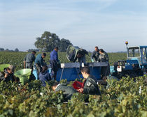 Manual workers in a vineyard by Panoramic Images