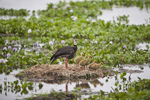 Crested Screamer (Chauna torquata) with its chicks by Panoramic Images