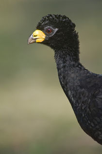 Close-up of a Bare-Faced curassow (Crax fasciolata) by Panoramic Images